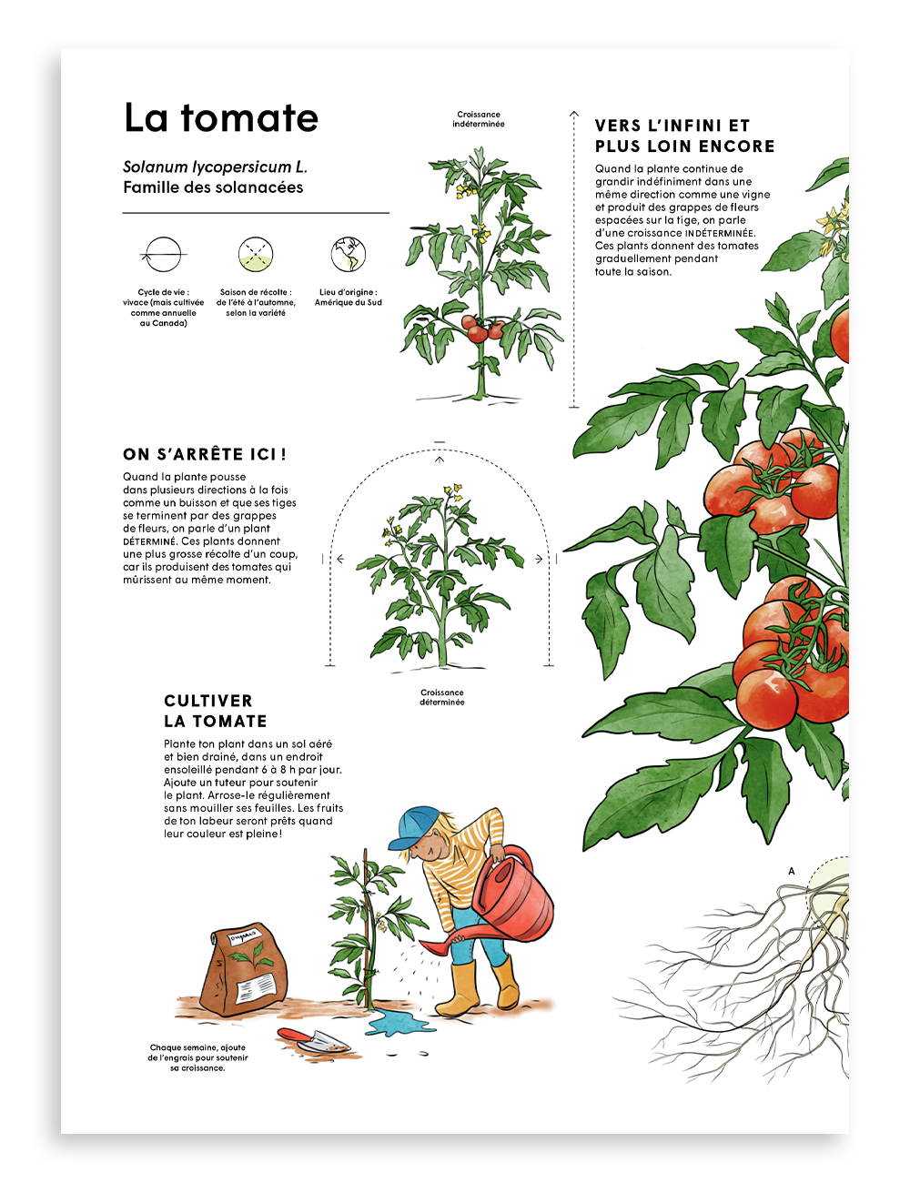 Fiche technique scientifique sur la tomate (Solanum lycopersicum L.), illustrations par Mélika Bazin, magazine Miam no 14