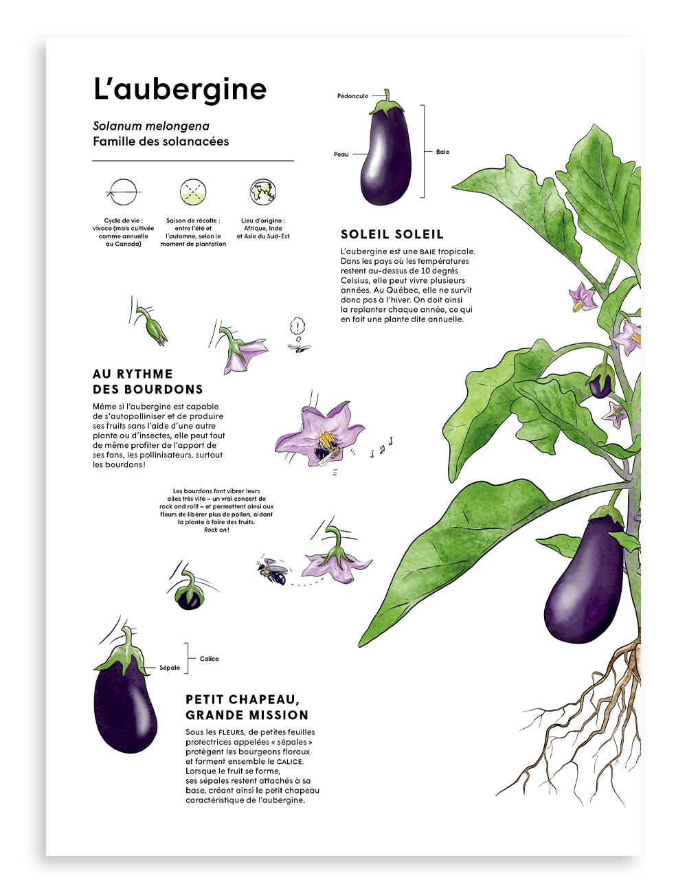Numéro 11, L'aubergine