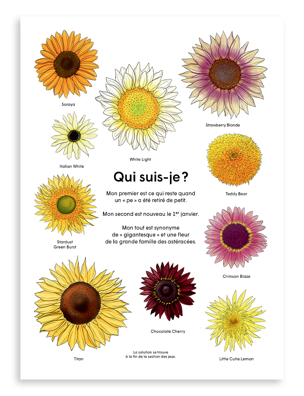 Page présentant la grande famille des astéracées, à laquelle appartient le tournesol, magazine Miam no 15