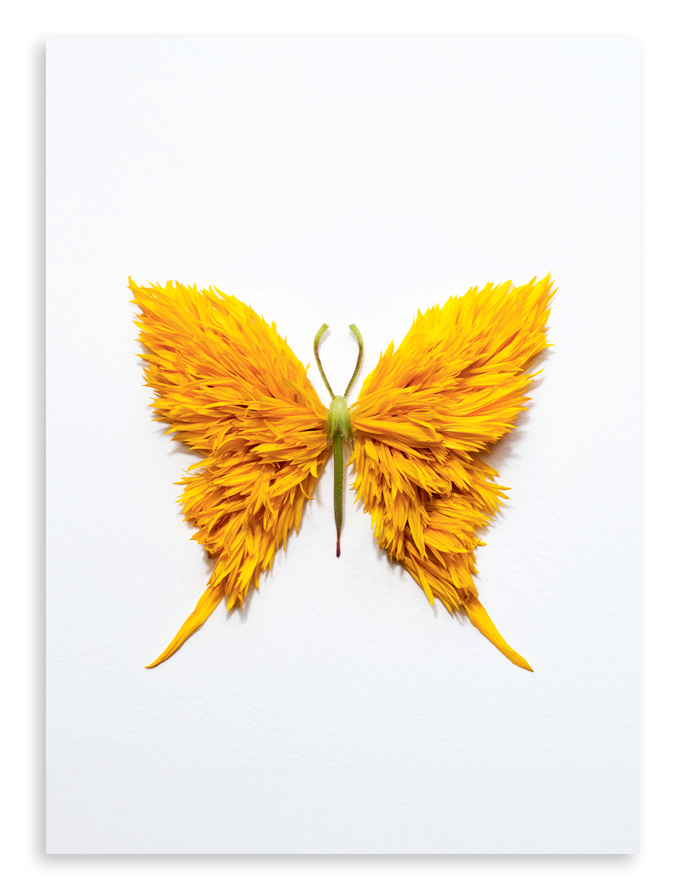 Papillon conçu de fleurons de tournesol, photo de Raku Inoue, magazine Miam no 15
